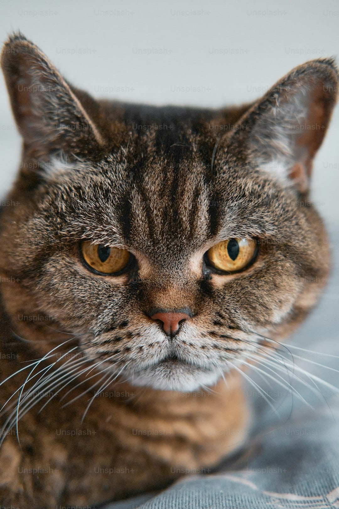 IA de caixa de areia para gatos erra identificação de múltiplos felinos